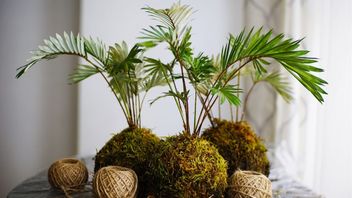 Berkenalan dengan Seni Merangkai Tanaman dari Jepang Bernama Kokedama